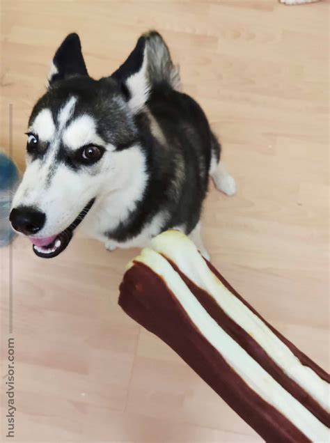 How cold is too cold for your dog? - Husky Advisor - Signs and tips