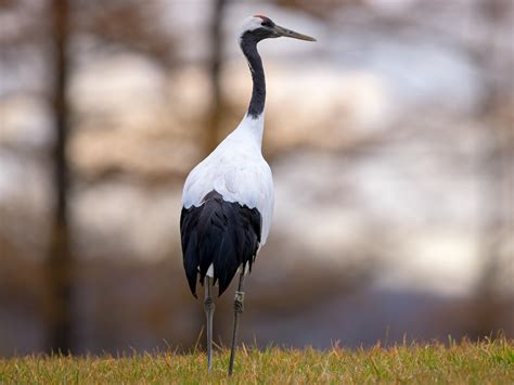 Японский журавль - eBird