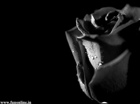 Dark Rose Wallpapers - Wallpaper Cave
