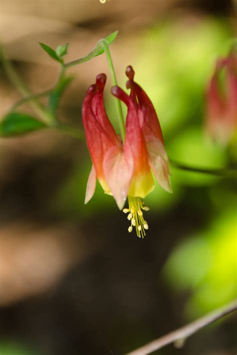 Aquilegia canadensis (Eastern Red Columbine) - Bluebird Springs Farm