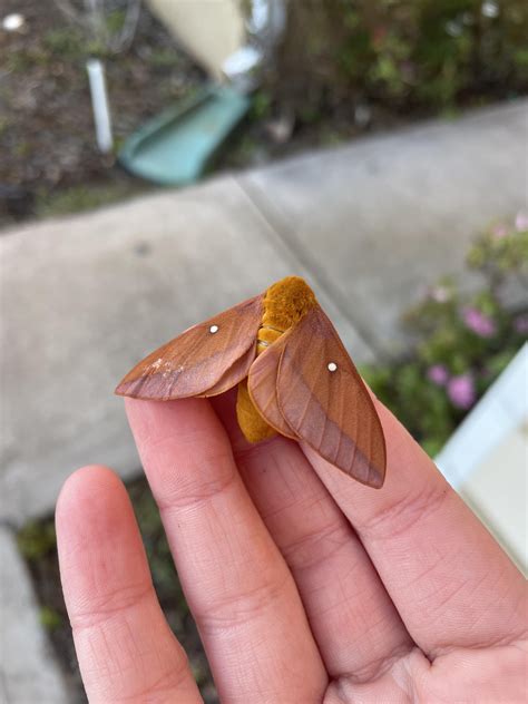 cute oakworm moth!! : r/moths