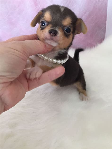 Teacup Chihuahua Puppies for Sale