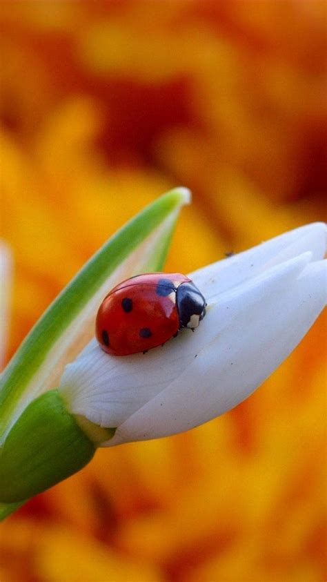 ladybug wallpapers wallpaperscom