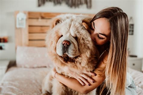 15 Dumbest Dog Breeds, Ranked — Lovable, Dopey Dogs