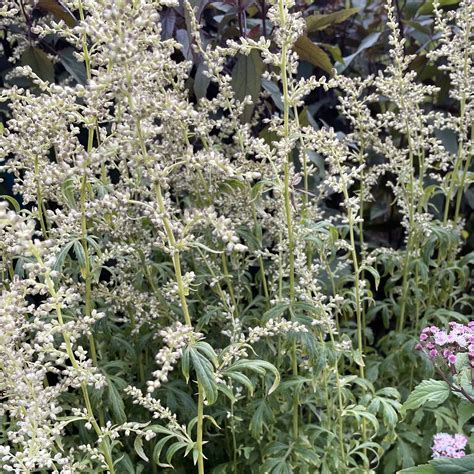 Artemisia lactiflora – Harley Nursery