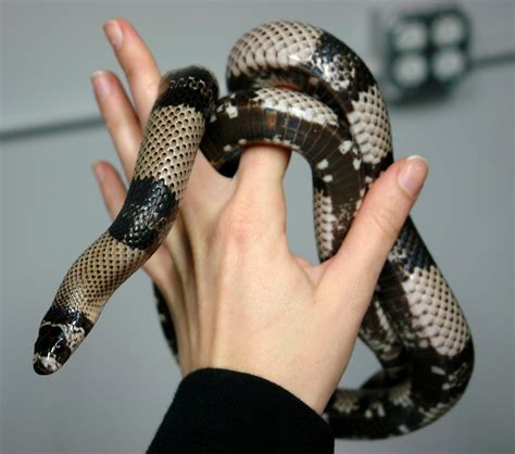 Milk Snake Pictures