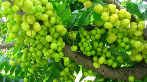 Amla: The medicinal Indian gooseberry — Health & Wellness — Sott.net