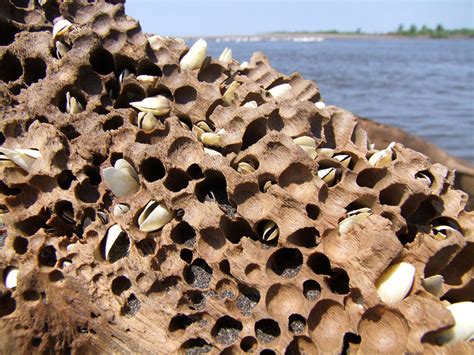 mangle   paguzman  deviantart