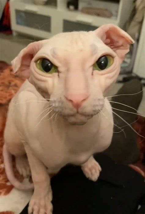 Пин от пользователя Davis Cowles на доске Pets | Котята, Очаровательные ...