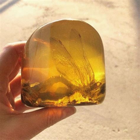 bug  amber amber fossils amber resin amber