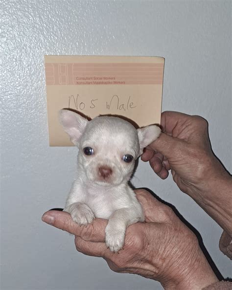 White Chihuahua puppies | Junk Mail