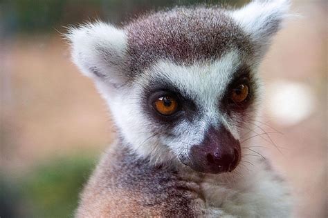 超过 300000 张关于“Mexican Animals”和“墨西哥人”的免费图片 - Pixabay