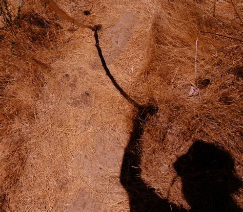 walking stick hiking trail  photo  pixabay pixabay