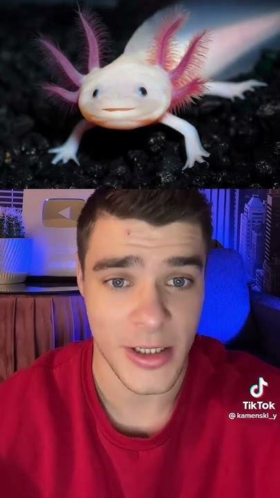 скажите где можно купить аксолотль - YouTube