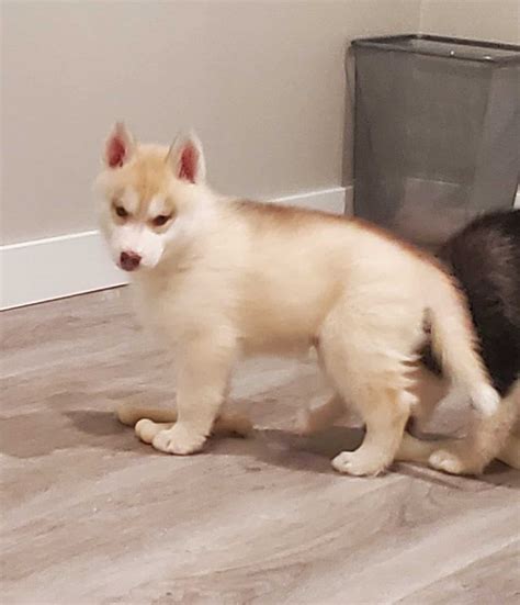 Siberian Husky Puppies Ontario - UnicornHill