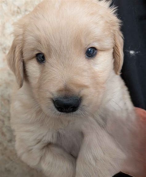 AKC Puppies For Sale In Seattle, WA