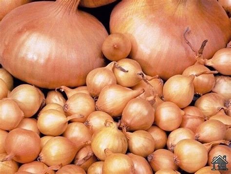 Лучшие сорта лука-севка для посадки под зиму Если вы предпочитаете ...