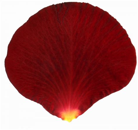 rose petal - Szukaj w Google | Petal, Flower anatomy, Flower petals