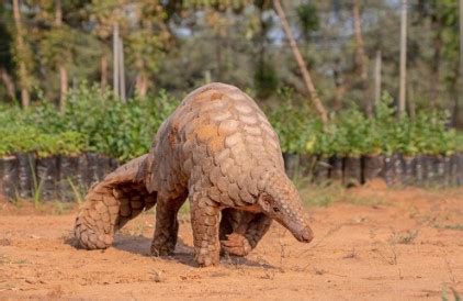 Indian Pangolin