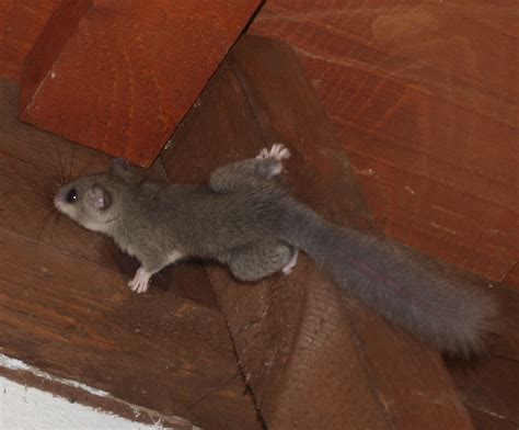 LOVAC.info portal - Sivi (veliki) puh – Glis glis L. (Myoxus glis ...