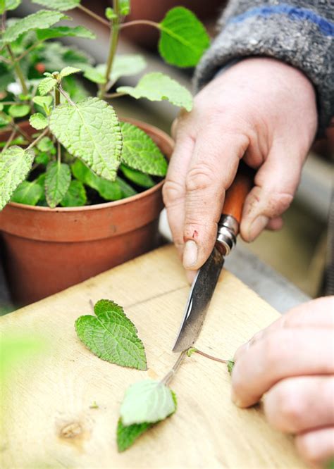 How to take cuttings in 6 easy steps