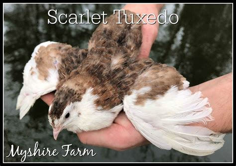 The Tuxedo Variety Coturnix Quail Hatching Eggs – Myshire Farm