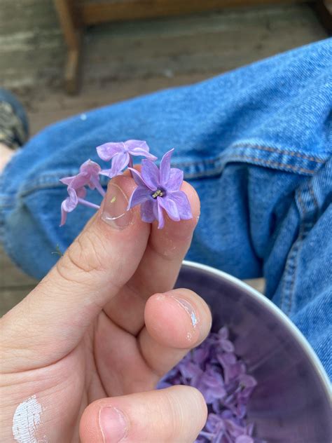 Mutant lilac flower : r/gardening