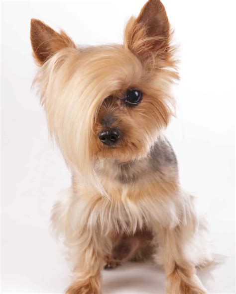 yorkie hair cuts 4
