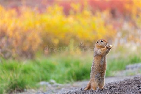 Ground squirrel stock image. Image of wild, cute, republic - 266584267