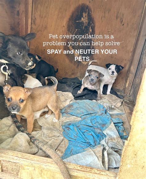 Auctions Benefitting Imminent Danger German Shepherd Rescue added a new