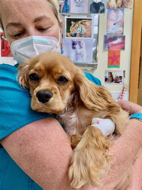 How Much Does It Cost To Neuter A Female Dog