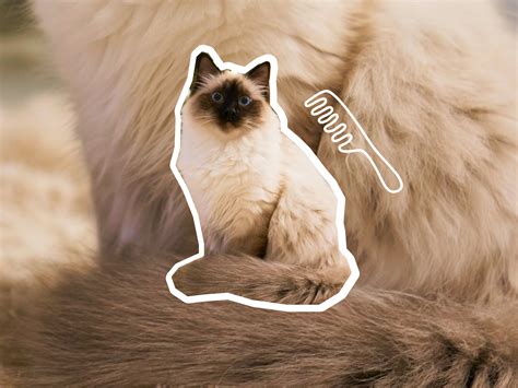 Balinese cat breed profile