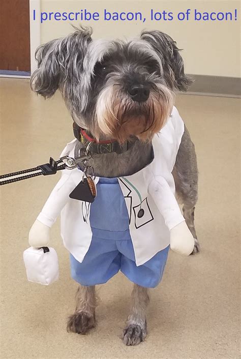 plantation animal hospital 4