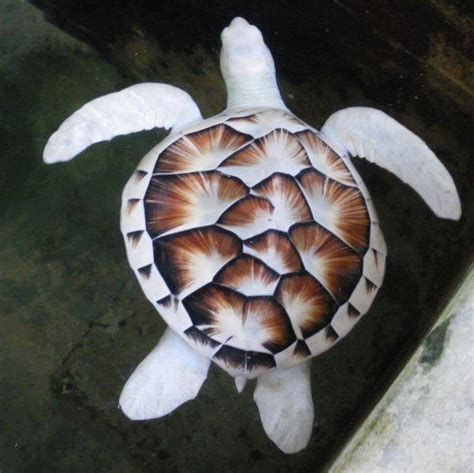 Albino sea turtle. : woahdude