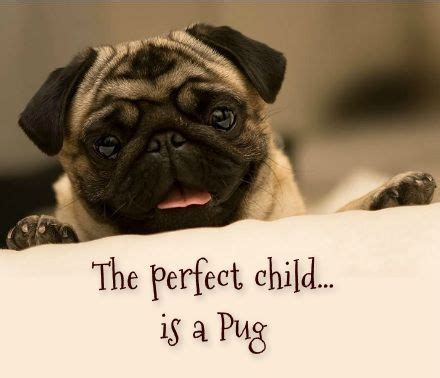 The 25+ best Pug quotes ideas on Pinterest | Pug meme, Pug photos and ...