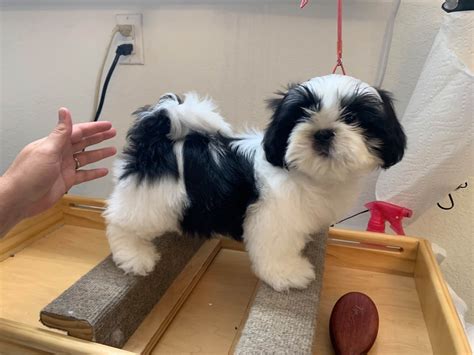 Happy Hour Shih Tzu - Shih Tzu Puppies For Sale In Homestead, FL - Born on 07/28/2024