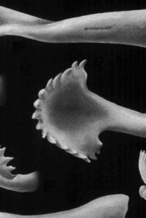 Understanding the biological stages during the mating of horse period 8