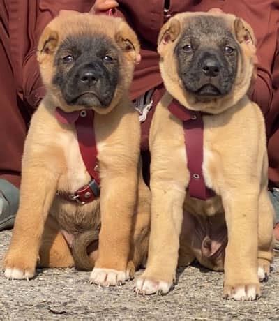 kurdish kangal | Turkish kangal security Dog | kurdish kangal Pair ...