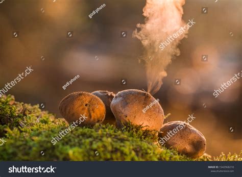 spores puffball fungus images stock   objects vectors