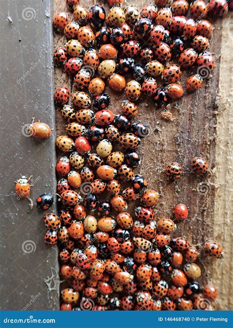 ladybirds inside house 7