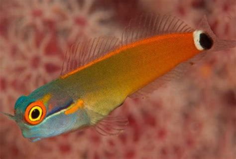 Tail Spot Blenny (Ecsenius stigmatura) Saltwater Fish For Sale