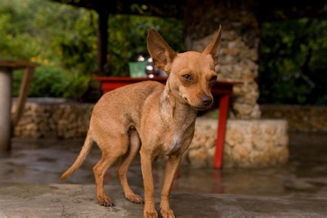 caracteristicas da cabeca de veado chihuahua  cuidados