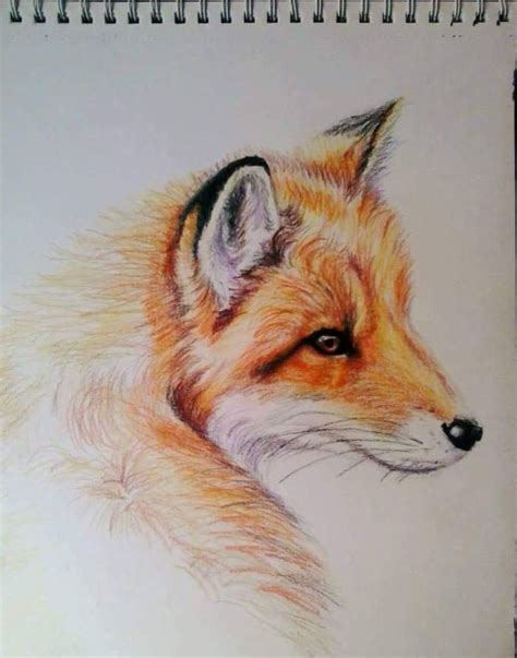 Fox by TracyMahoney on DeviantArt