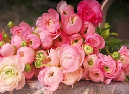 Ранункулюс (Ранункулус, лютик) (Ranunculus). Обсуждение на LiveInternet ...