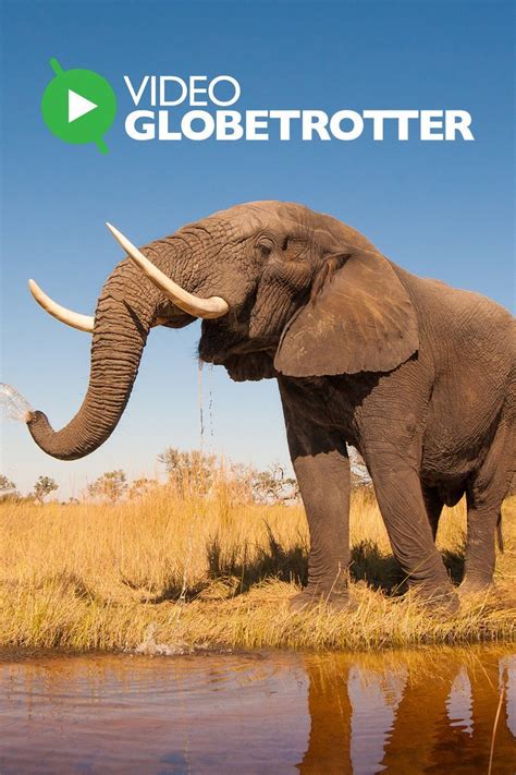 Video Globetrotter - Rotten Tomatoes