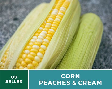 Is Peaches And Cream Corn Heirloom at Keira Crampton blog