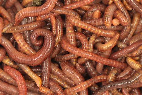 Gestation conditions dictate lifelong worm metabolism - Earth.com