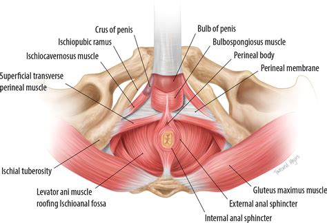 male groin male normal male hip xray 6