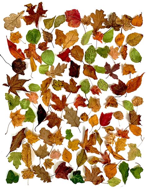 leaves thechangingpalette