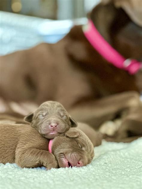 CHOCOLATE LAB PUPPIES FOR SALE